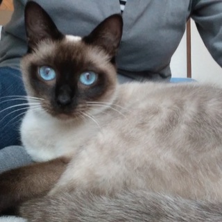 路地裏生まれの甘えん坊シャムMIX