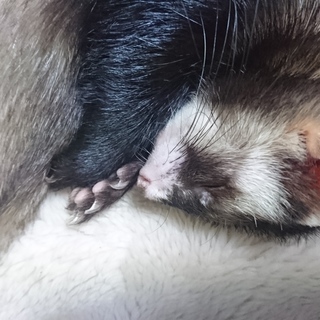 至急 フェレットの里親探してます。