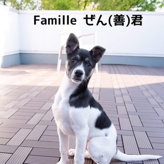 雑種の子犬　ぜん（善）くん　里親募集中！