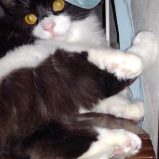 [ノル・ペルシャ風]母親想いの優しい子猫