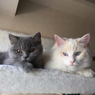 ラグドール×ブリディッシュショートヘア 女の子