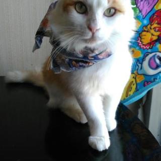 人慣れしている可愛いメインクーンの男の子♪