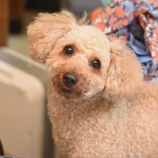 コウタローです。