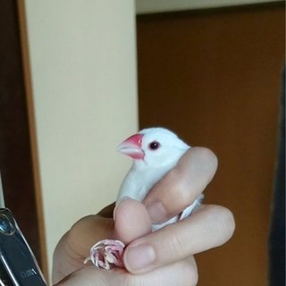白色文鳥 <里親募集>