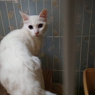 飼い主さんが亡くなりお家が壊されました