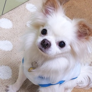 かわいいじっちゃまチワワの家族募集です☆