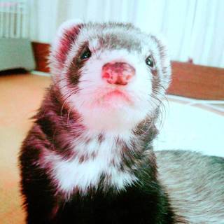 フェレット 雌✩.*˚