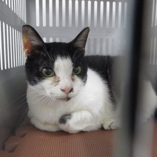 譲渡されました。