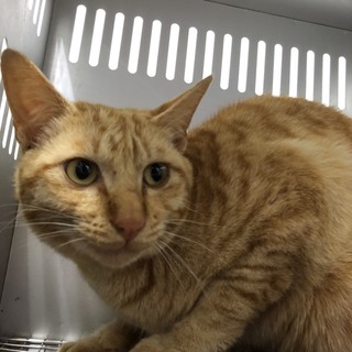 譲渡されました。