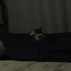 「夜の帝王（笑）」サムネイル1