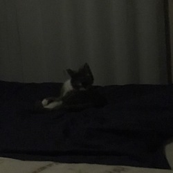 「夜の帝王（笑）」サムネイル2