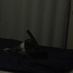 「夜の帝王（笑）」サムネイル3