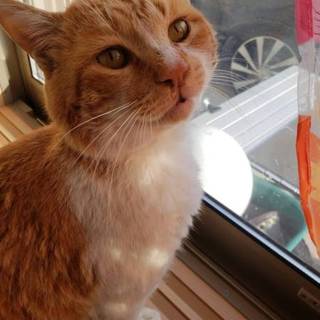 里親さん、決定しました。ありがとうございます！