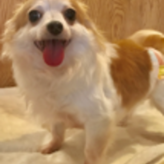 女は愛嬌！にっこりチワワ。