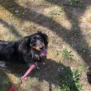 ミニチュアダックスの女の子です