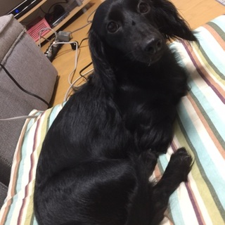 ブラックのミニチュアダックスの女の子です