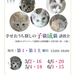 ＊子猫〜中猫譲渡会＊一時預かりボランティアさん募集説明会