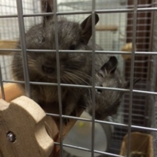 デグー赤ちゃん生まれました