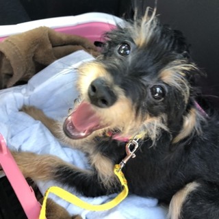 ミックス犬の男の子！トイプー✕ミニピン