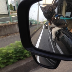 車の窓から出ちゃうよ⊛⧢⊛
