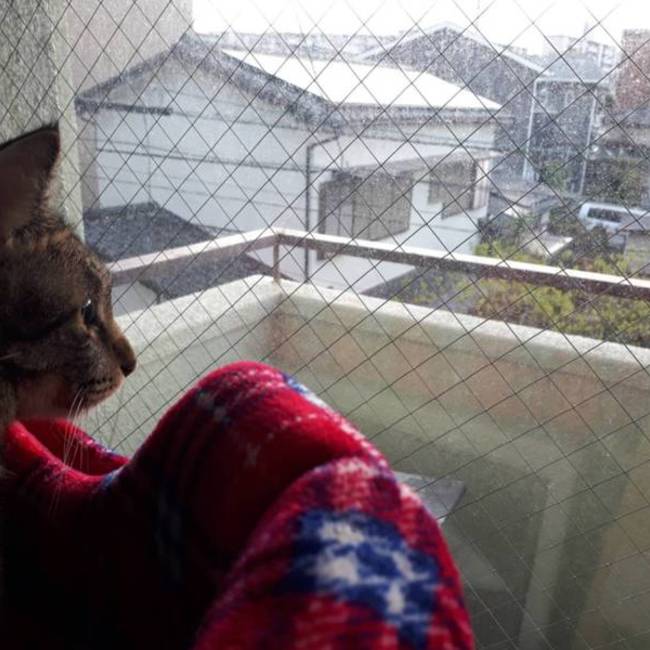 すえじゅんのカバー写真