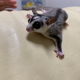 フクロモモンガ、ホワイトフェイス♂