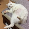 ふくちゃん、里親さま決定！ありがとうございます