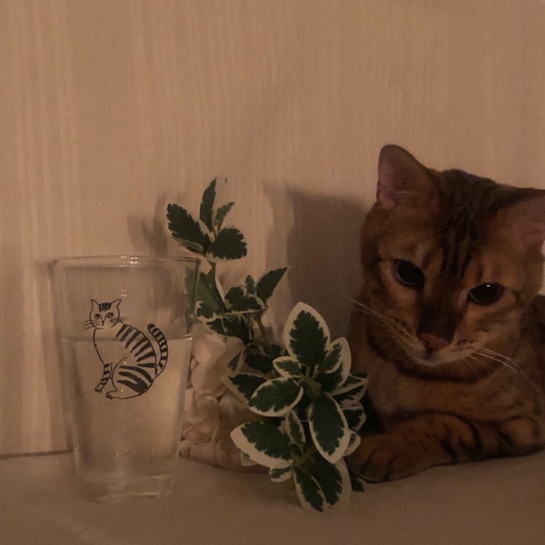 レオン