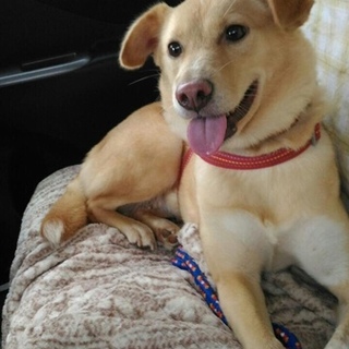 ずっとの家族が出来ました。ありがとうございました