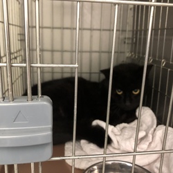 保護猫を保護した直後にアレルギー発症
