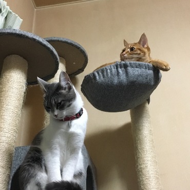 キャットタワーで座ったまま寝てる若葉