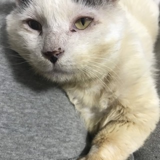 野良猫だった強烈甘えん坊ミミ