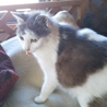 小柄な猫です2歳くらい　グレ-×白♀ サムネイル2
