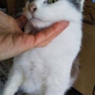 小柄な猫です2歳くらい　グレ-×白♀