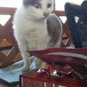 小柄な猫です2歳くらい　グレ-×白♀ サムネイル4