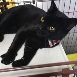 古民家カフェで『ねこの幸せさがし』譲渡会 サムネイル3