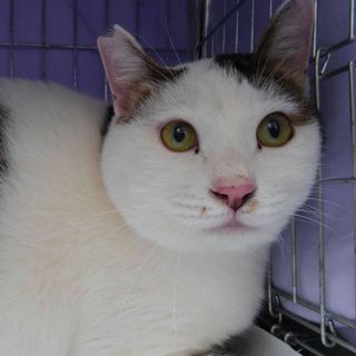 ふっくらイケメン猫♪　わかしろくん　