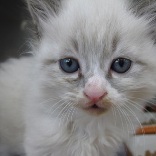 OS-725  可愛い子猫です。白長毛