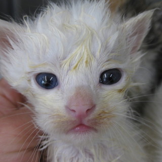 OS-729　可愛い子猫です。白