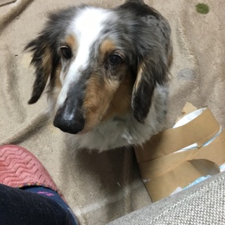 可愛いダックス♡