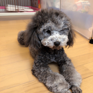 急募・３歳オスです