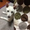 こたつ犬。