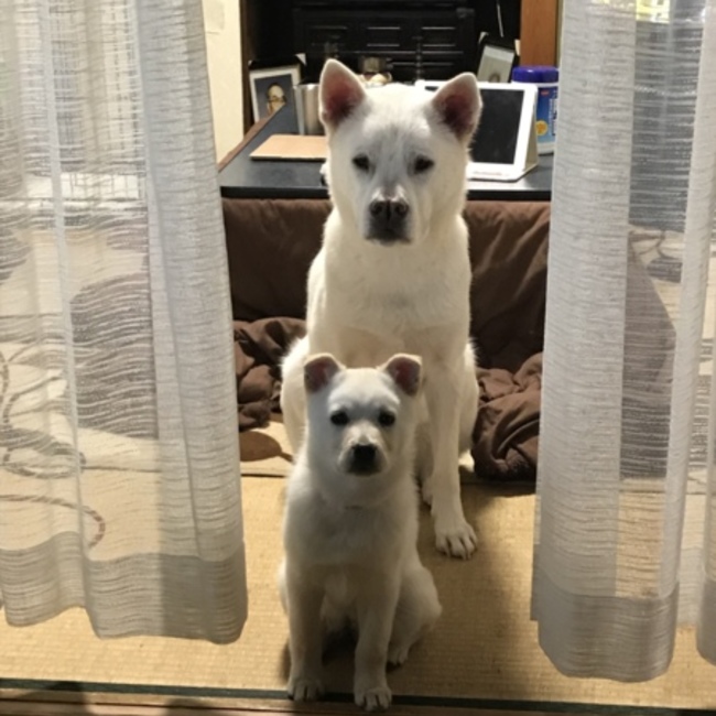 トウジ タジマのカバー写真