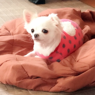 モフモフ！モー子ちゃん！