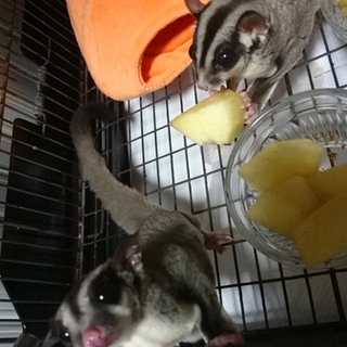 フクロモモンガの親子