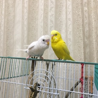 里親さん見つかりました、ありがとうございました。