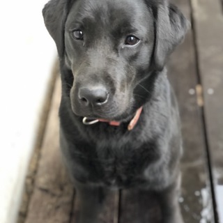 ラブラドール　黒　１歳半