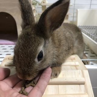 ネザーランドドワーフ 7ヶ月〜