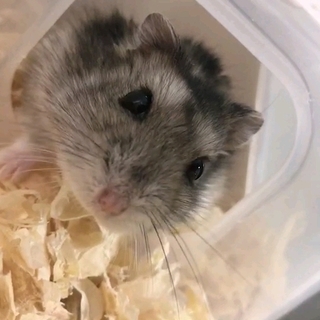 ジャンガリアンハムスター里親募集