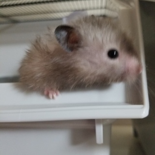 ハムスター。可愛がっていただける方探しています。